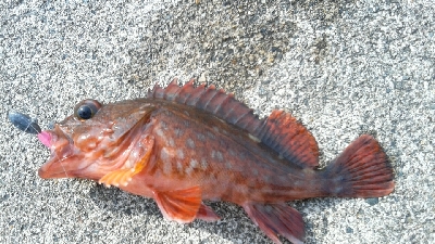 ロッドが折れた(>_<)