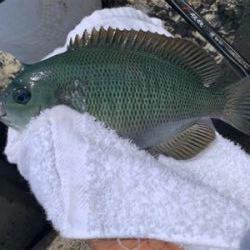 生里漁港フカセ