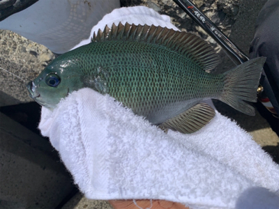 生里漁港フカセ