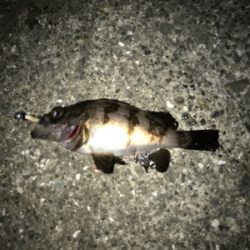 アジどこにおるの？