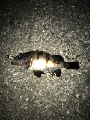 アジどこにおるの？