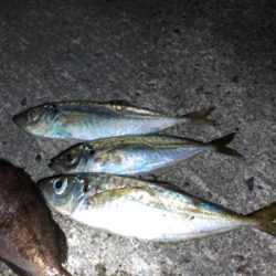 アジング絶好調