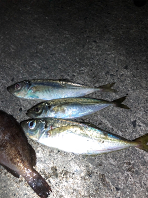 アジング絶好調