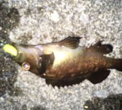 ソーイソイソイお祭りじゃー!