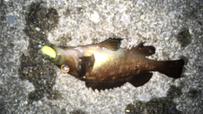 ソーイソイソイお祭りじゃー!