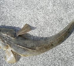 美味しいのが釣れました。