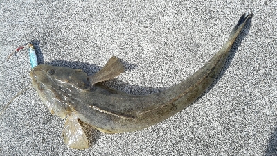 美味しいのが釣れました。