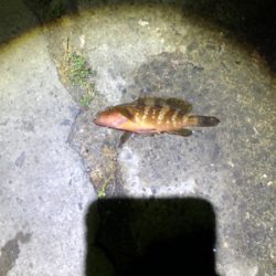 根魚ライトゲーム