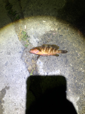 根魚ライトゲーム