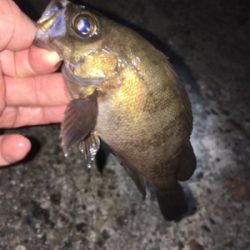 漁港でライトゲーム