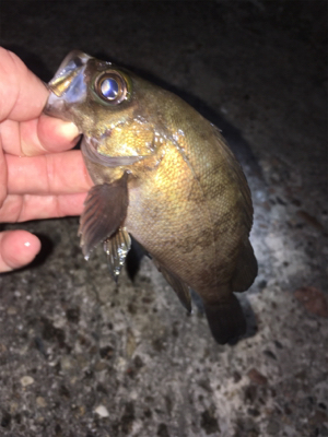 漁港でライトゲーム