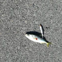 ツバス回遊あり