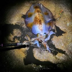 キロオーバー2匹