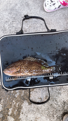 いろんな魚が釣れました