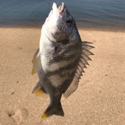 黄チニング無双