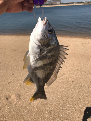 黄チニング無双