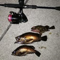 メバリング渋め…