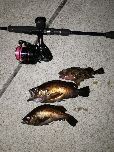 メバリング渋め…