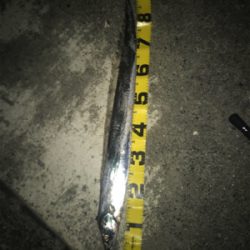 タチウオ来てます！