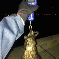 やっと春コウイカGET (^^)/