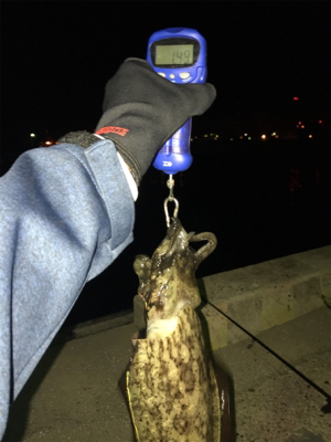 やっと春コウイカGET (^^)/