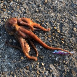 イカじゃないアイツ