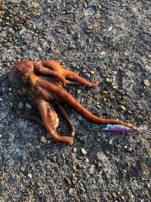 イカじゃないアイツ