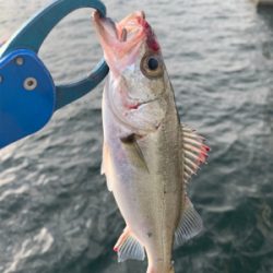 釣って釣らせて( ͡° ͜ʖ ͡°)