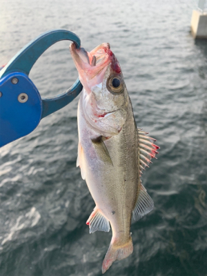 釣って釣らせて( ͡° ͜ʖ ͡°)