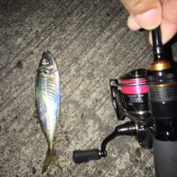 ナイトアジング