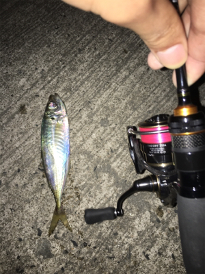 ナイトアジング