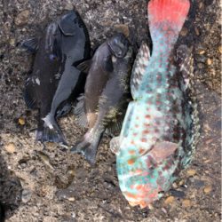 美味しい外道♪