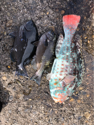 美味しい外道♪