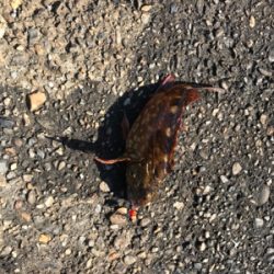 酢の物で食べました。