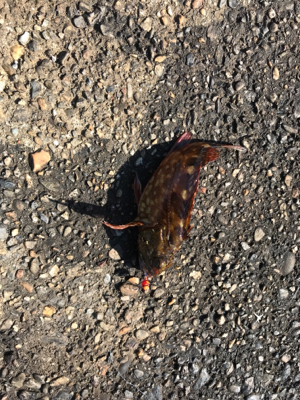 酢の物で食べました。