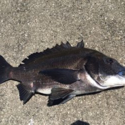 日中ポカポカ陽気でチヌねらい