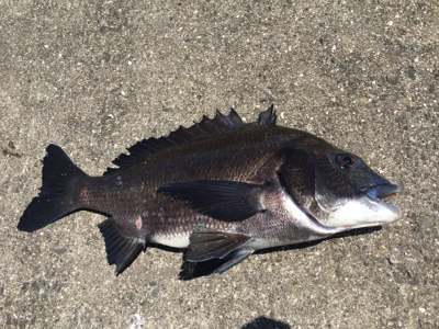 日中ポカポカ陽気でチヌねらい