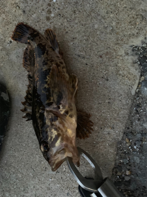 シーバスとタケノコ