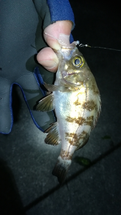 ナイトメバリング