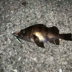 メバリングでチヌ！