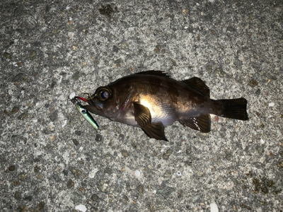 メバリングでチヌ！