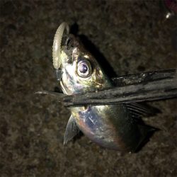 アジング爆釣！！