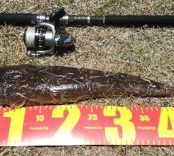 LSJigginger0600〜0730 1105〜1145