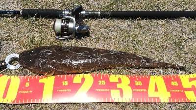 LSJigginger0600〜0730 1105〜1145