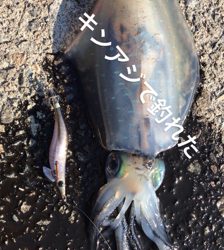 瀬戸内海でもアオリイカシーズン来たかな?