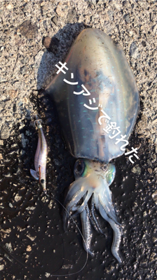 瀬戸内海でもアオリイカシーズン来たかな?