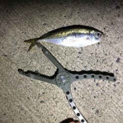 一応裏切らないアジ