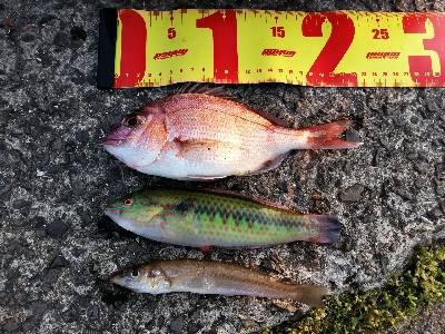 今年初のキス釣り～