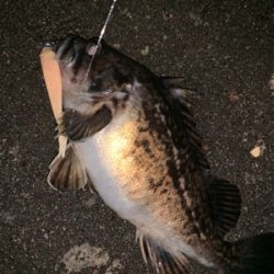 釣りがしやすい時期ですねぇ