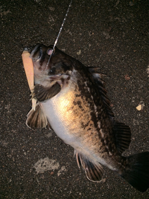 釣りがしやすい時期ですねぇ